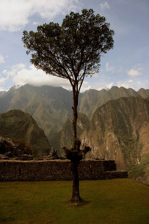 Camino Inca > 'Inca Trail' #96